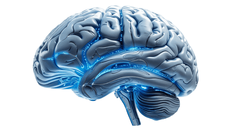 Brain Image